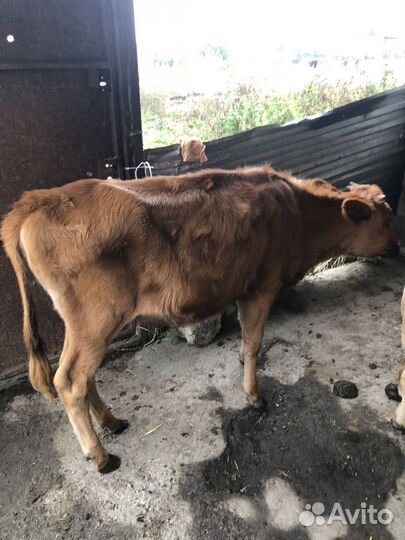 Телка 9 месяцев
