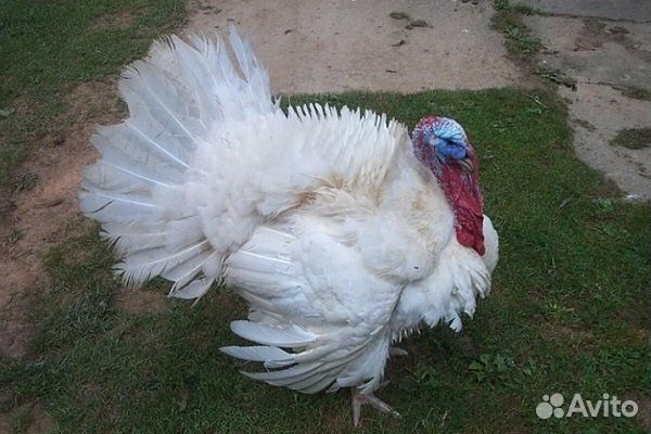 Продаю индюшат