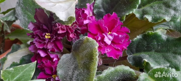 Фиалки сенполии