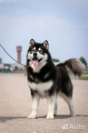 Аляскинский маламут