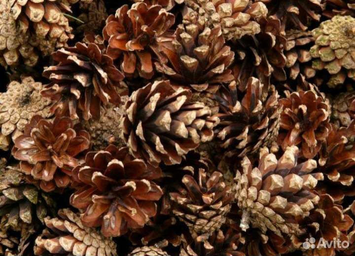 Декор,поделки из шишек,ореха, создание наборов