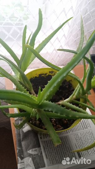 Продаю алое, бальзамин, бегония ампельная