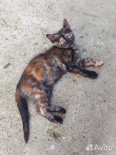 Котёнок девочка