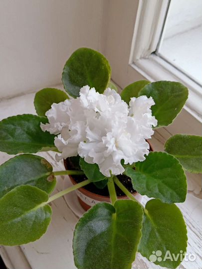 Фиалка белая