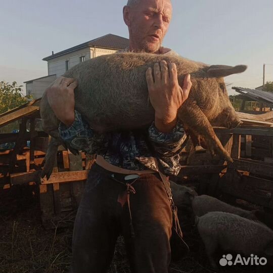 Свиноматки мангалица и поросята