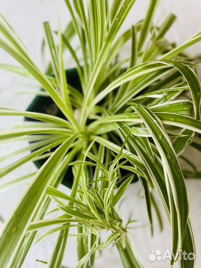 Хлорофитум