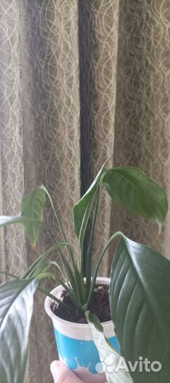 Спатифиллум