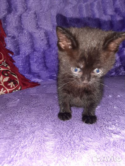 Отдам в добрые руки