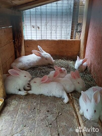 Продам кроликов : белый панон, строкач, бабочка
