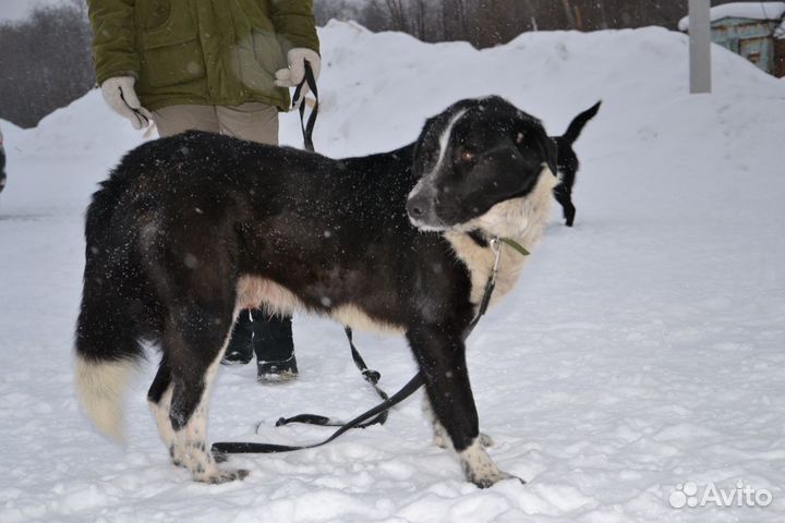 Рич ищет дом