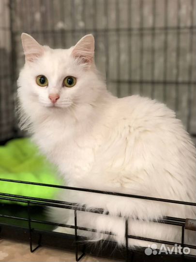Белая кошка