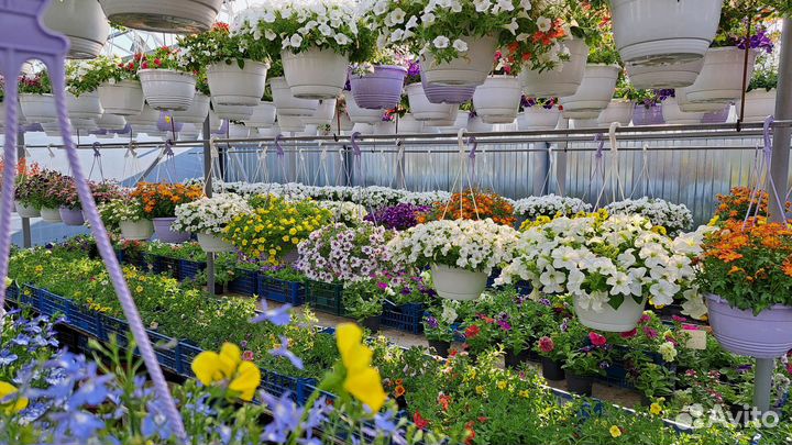 Ампельные цветы в кашпо и в рассаде