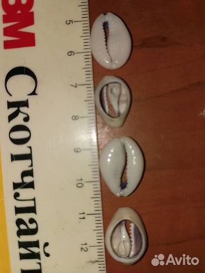 Два пакетика с натуральными ракушеками