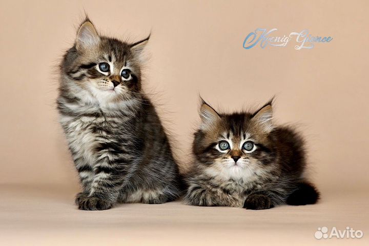 Сибирская кошечка