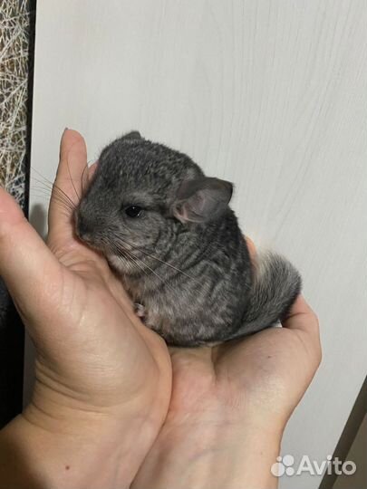 Шиншиллята