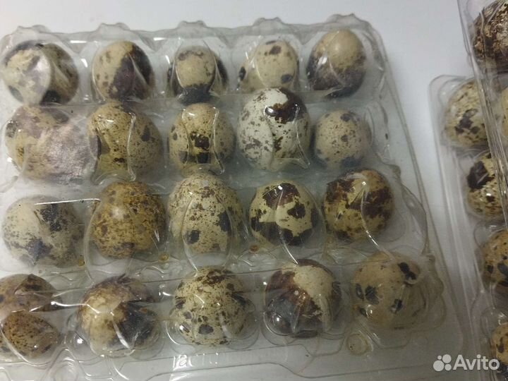 Перепела продажа