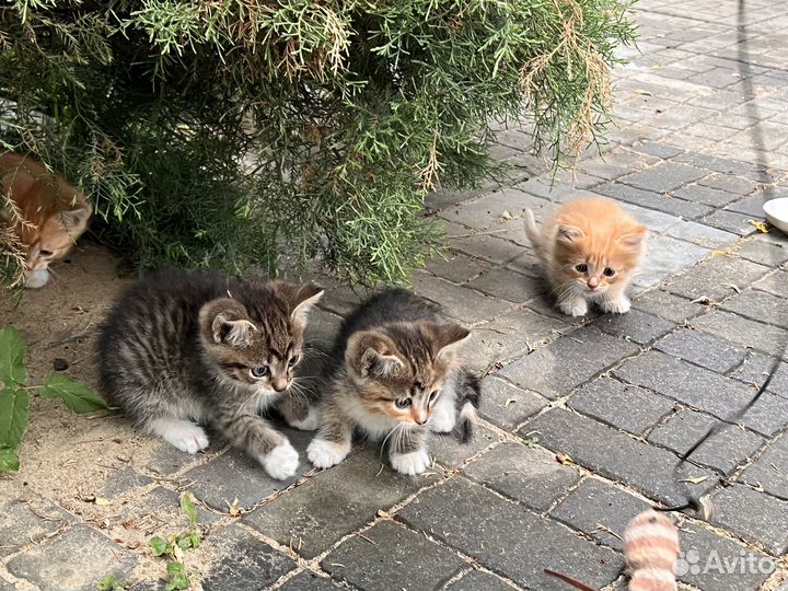 Котята в добрые руки бесплатно