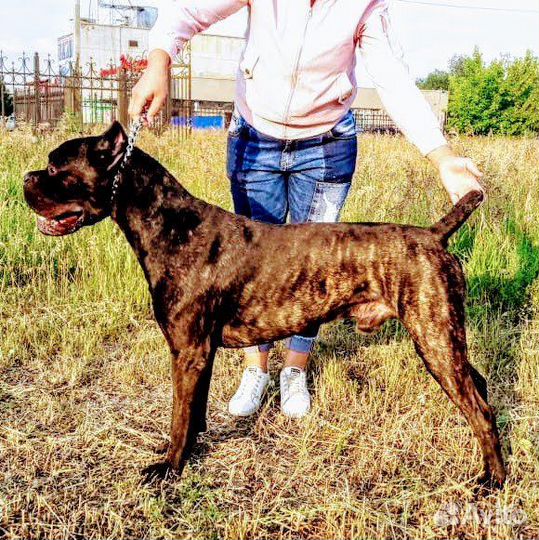 Кане корсо вязка