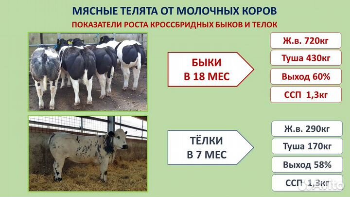 Семя мясной бельгийской бело-голубой породы