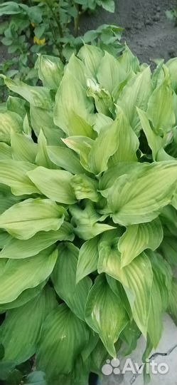 Хоста цветы