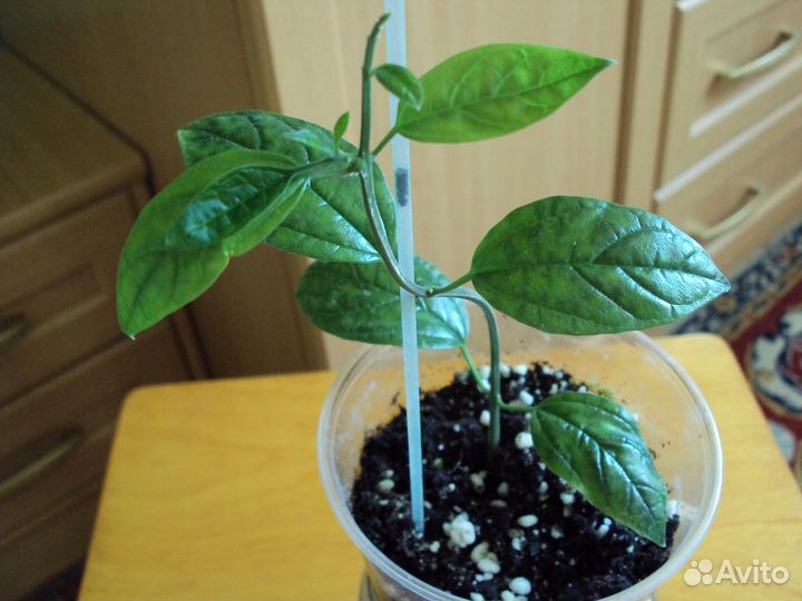 Клеродендрум Томпсона и Угандийский.Хлорофитум