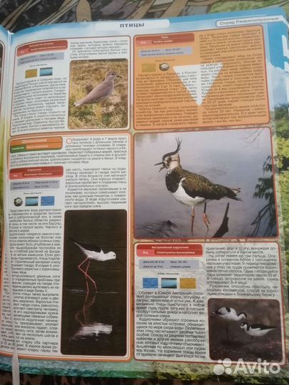 Энциклопедия животных