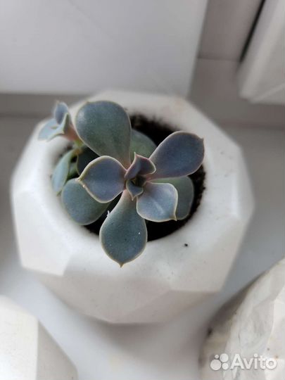 Суккуленты