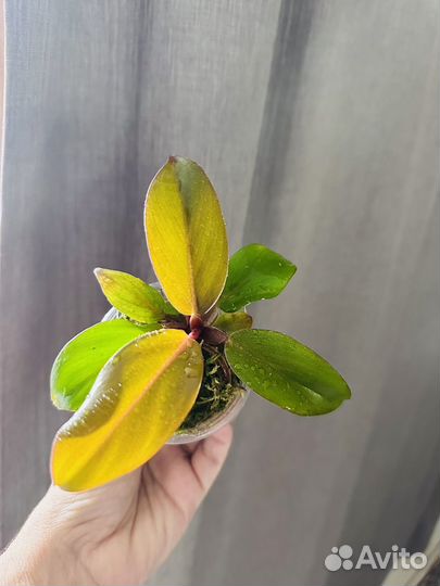 Филодендроны вариегатные