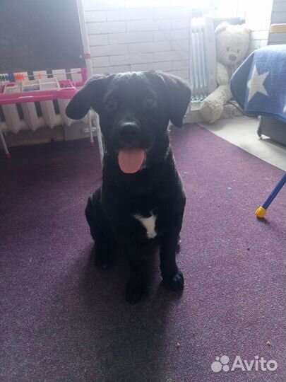 Щенки лабрадора метис