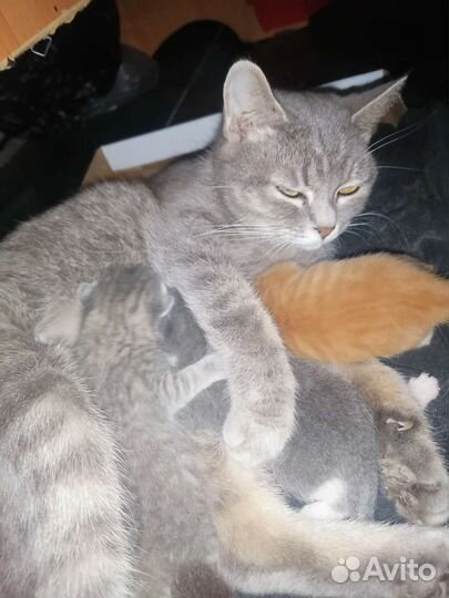 Кошка в дар бесплатно