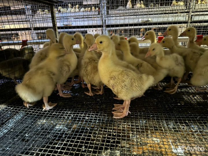 Утки гуси мулард