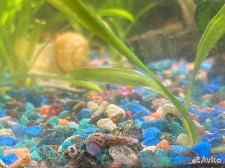 Улитка грунтовая мелания туберкулата и гранифера