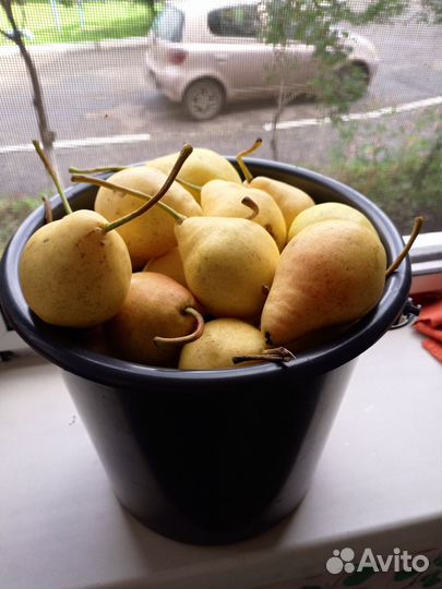 Груши