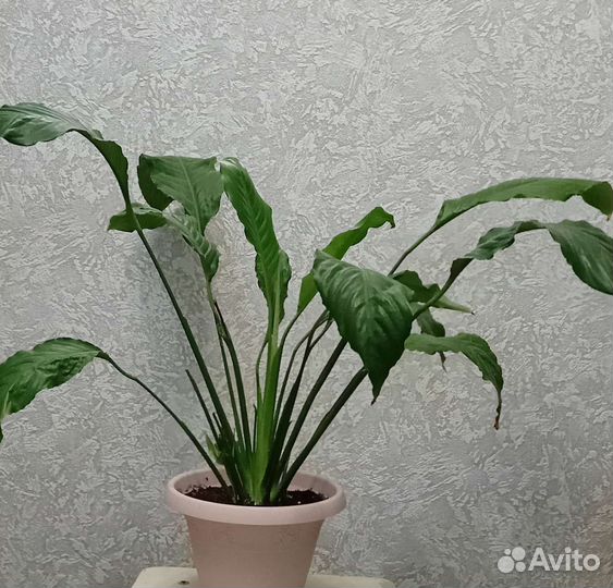 Спатифиллум