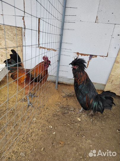 Цыплята породы Падуан в окрасе Шамоа