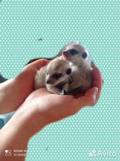 Продам сурикат