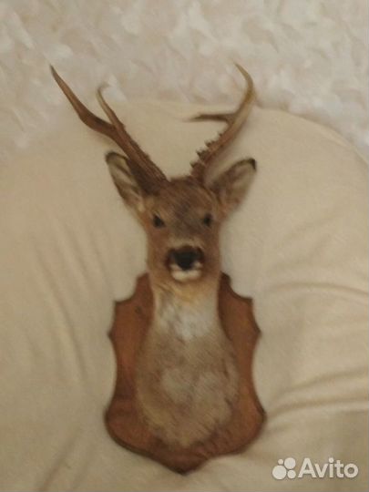 Чучело косули