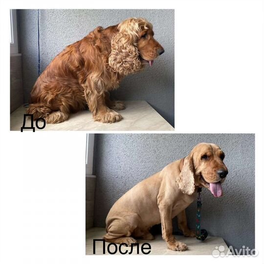 Стрижка собак и кошек