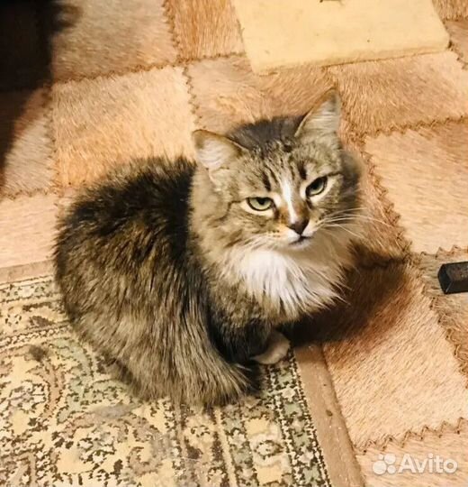 Кошечка стерильная