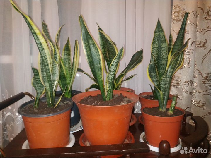 Продам цветы комнатные