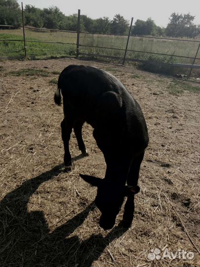 Телочка 1 месяц