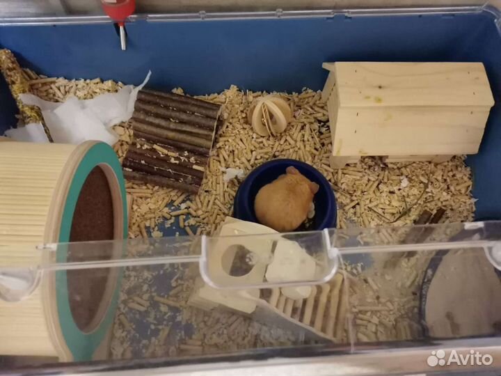 Передержка Ваших питомцев