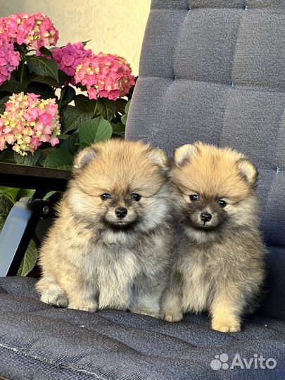 Щенки померанского шпица