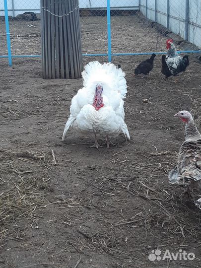 Индюки на племя