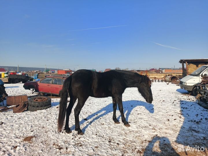 Продам лошадь