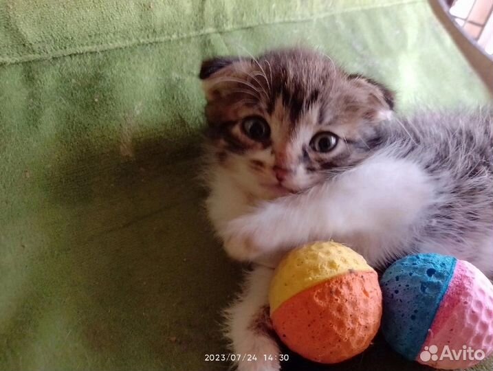 Котенок с сво