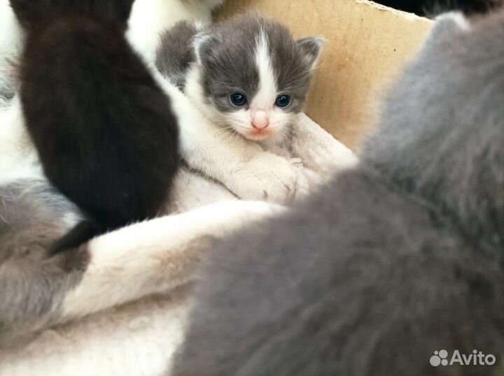 Котята в добрые руки