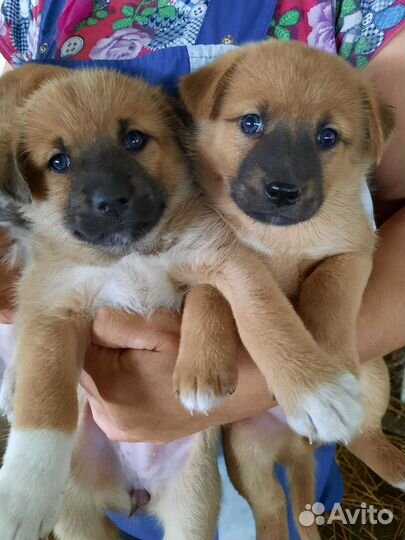 Щенки бесплатно