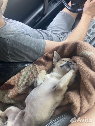 Чихуахуа вязка