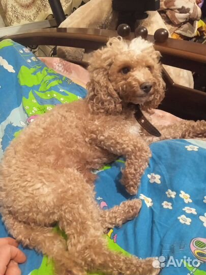 Маленькая собака